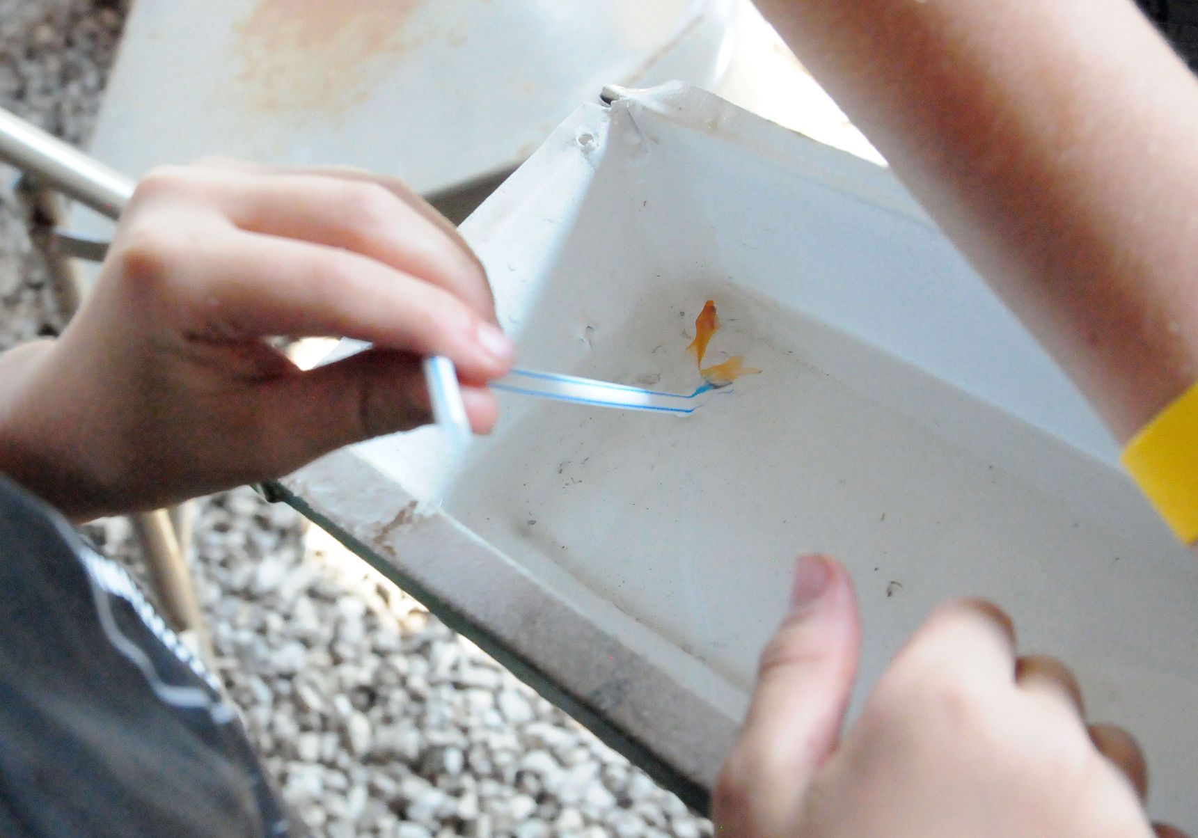 Gold Fish race
